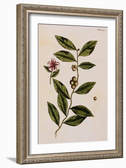 Green Tea-Elizabeth Blackwell-Framed Giclee Print
