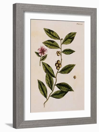 Green Tea-Elizabeth Blackwell-Framed Giclee Print