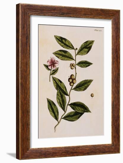 Green Tea-Elizabeth Blackwell-Framed Giclee Print