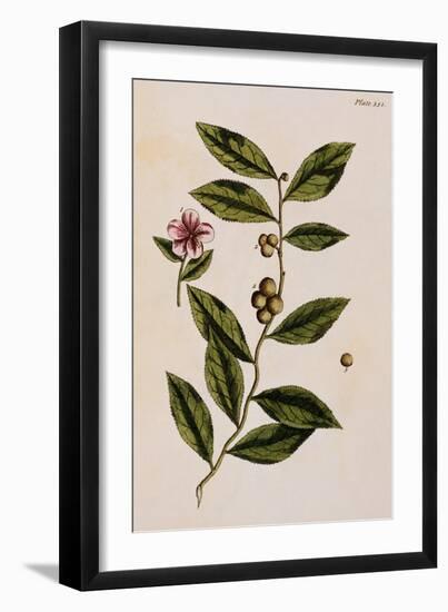 Green Tea-Elizabeth Blackwell-Framed Giclee Print