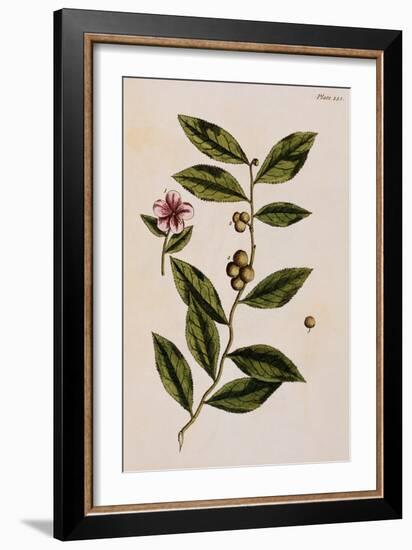 Green Tea-Elizabeth Blackwell-Framed Giclee Print