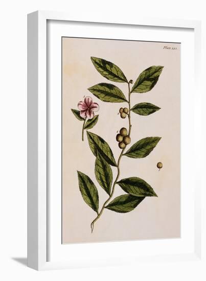 Green Tea-Elizabeth Blackwell-Framed Giclee Print