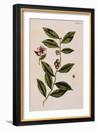 Green Tea-Elizabeth Blackwell-Framed Giclee Print