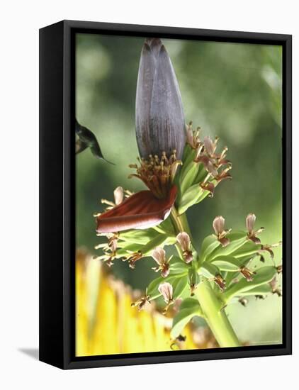 Green Throated Caribbean Hummingbird Attacking Banana Blossom, Dominica, West Indies-John Dominis-Framed Premier Image Canvas