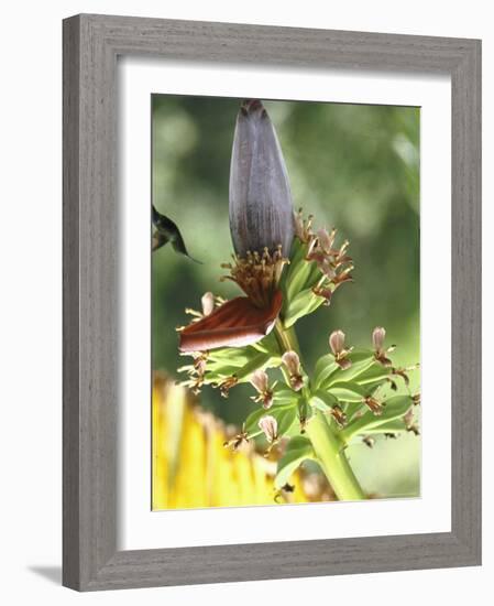 Green Throated Caribbean Hummingbird Attacking Banana Blossom, Dominica, West Indies-John Dominis-Framed Photographic Print