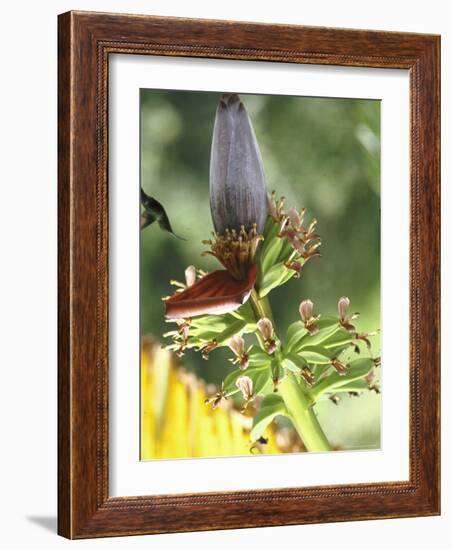 Green Throated Caribbean Hummingbird Attacking Banana Blossom, Dominica, West Indies-John Dominis-Framed Photographic Print