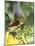 Green Throated Caribbean Hummingbird Attacking Banana Blossom, Dominica, West Indies-John Dominis-Mounted Photographic Print