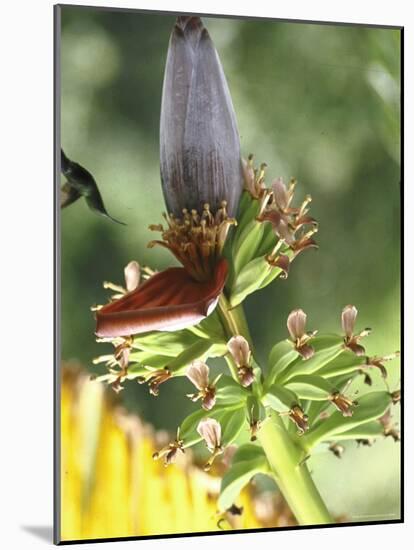 Green Throated Caribbean Hummingbird Attacking Banana Blossom, Dominica, West Indies-John Dominis-Mounted Photographic Print