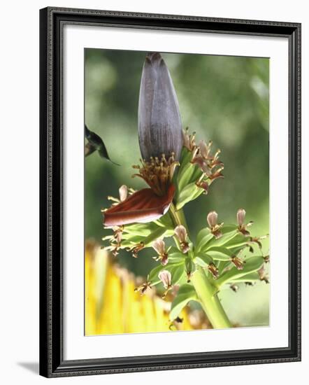 Green Throated Caribbean Hummingbird Attacking Banana Blossom, Dominica, West Indies-John Dominis-Framed Photographic Print