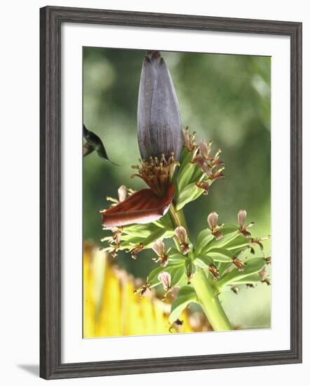 Green Throated Caribbean Hummingbird Attacking Banana Blossom, Dominica, West Indies-John Dominis-Framed Photographic Print