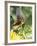 Green Throated Caribbean Hummingbird Attacking Banana Blossom, Dominica, West Indies-John Dominis-Framed Photographic Print