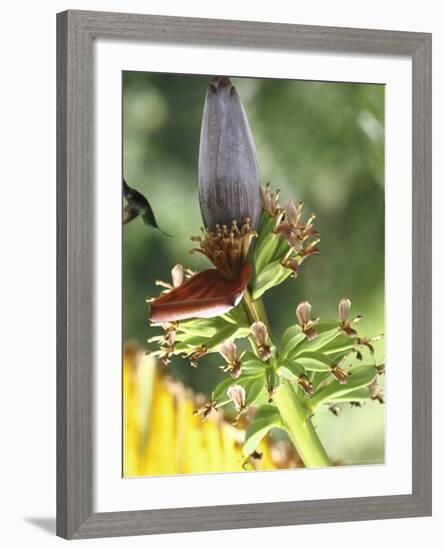 Green Throated Caribbean Hummingbird Attacking Banana Blossom, Dominica, West Indies-John Dominis-Framed Photographic Print