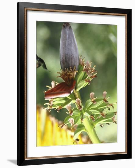 Green Throated Caribbean Hummingbird Attacking Banana Blossom, Dominica, West Indies-John Dominis-Framed Photographic Print