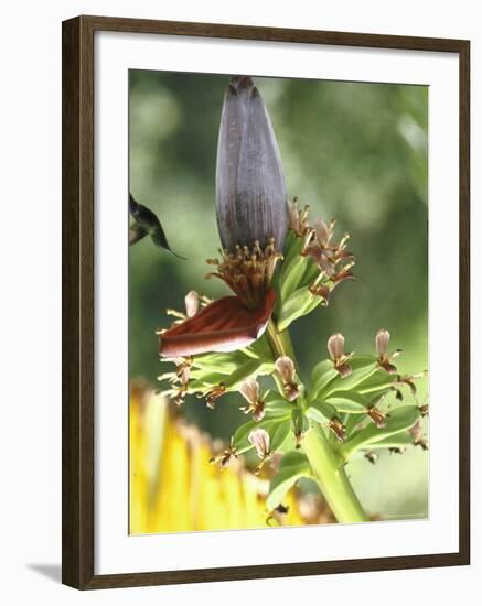 Green Throated Caribbean Hummingbird Attacking Banana Blossom, Dominica, West Indies-John Dominis-Framed Photographic Print