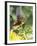 Green Throated Caribbean Hummingbird Attacking Banana Blossom, Dominica, West Indies-John Dominis-Framed Photographic Print