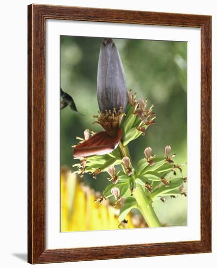 Green Throated Caribbean Hummingbird Attacking Banana Blossom, Dominica, West Indies-John Dominis-Framed Photographic Print