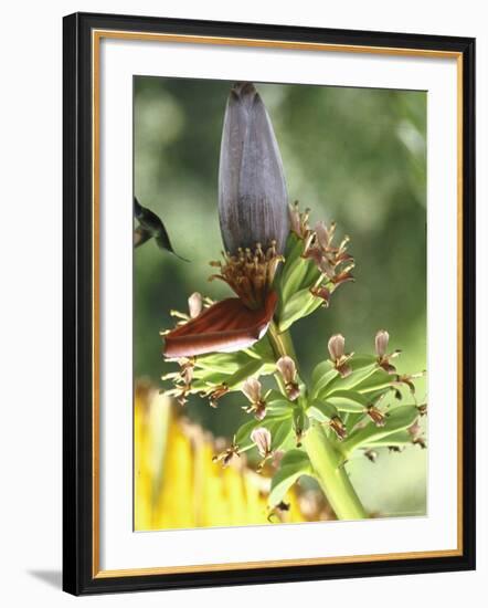 Green Throated Caribbean Hummingbird Attacking Banana Blossom, Dominica, West Indies-John Dominis-Framed Photographic Print