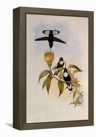 Green-Throated Inca, Bourcieria Fulgidigula-John Gould-Framed Premier Image Canvas