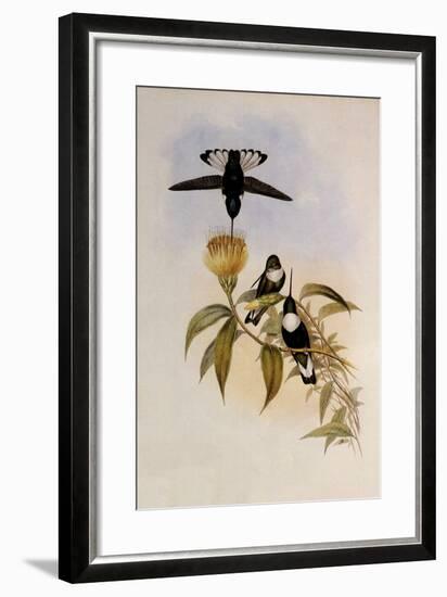 Green-Throated Inca, Bourcieria Fulgidigula-John Gould-Framed Giclee Print