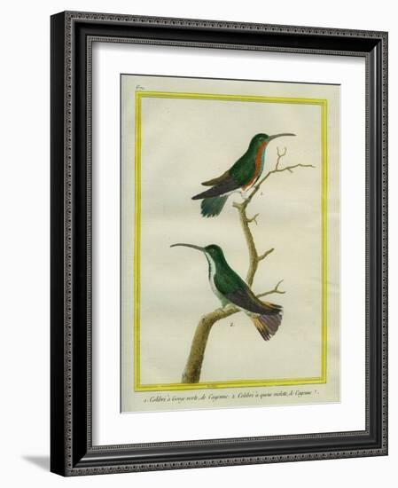 Green-Throated Mango and Violet-Tailed Sylph-Georges-Louis Buffon-Framed Giclee Print