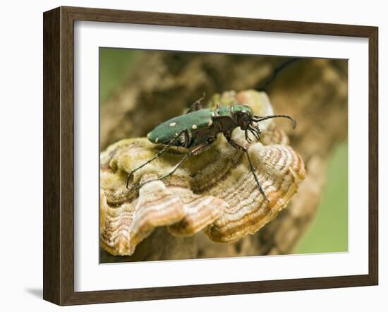 Green Tiger Beetle Captive, Uk April-Andy Sands-Framed Photographic Print