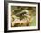 Green Tiger Beetle Captive, Uk April-Andy Sands-Framed Photographic Print