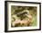 Green Tiger Beetle Captive, Uk April-Andy Sands-Framed Photographic Print