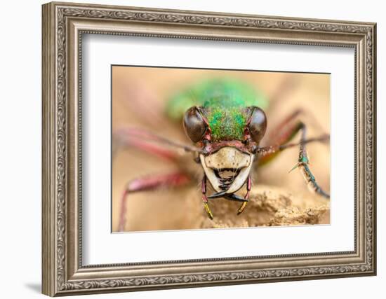 Green tiger beetle close up portrait, Birchover, Derbyshire, UK-Alex Hyde-Framed Photographic Print