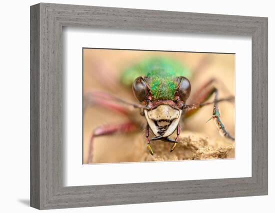 Green tiger beetle close up portrait, Birchover, Derbyshire, UK-Alex Hyde-Framed Photographic Print