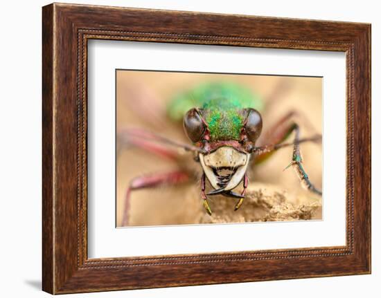 Green tiger beetle close up portrait, Birchover, Derbyshire, UK-Alex Hyde-Framed Photographic Print