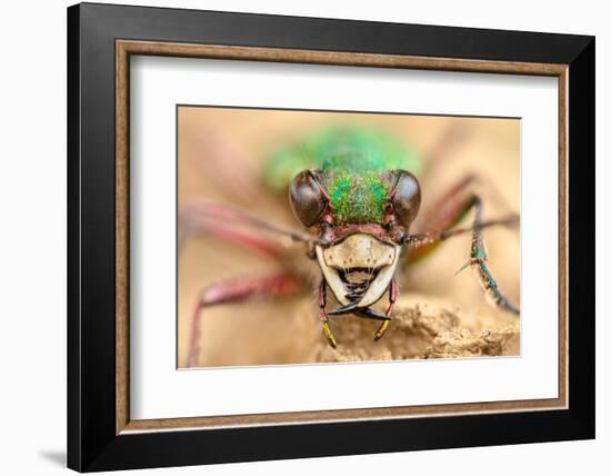 Green tiger beetle close up portrait, Birchover, Derbyshire, UK-Alex Hyde-Framed Photographic Print