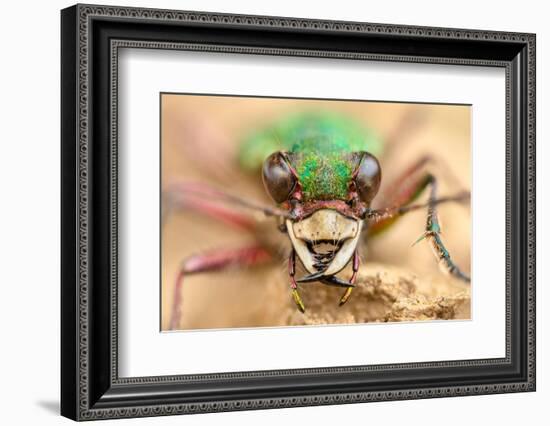 Green tiger beetle close up portrait, Birchover, Derbyshire, UK-Alex Hyde-Framed Photographic Print