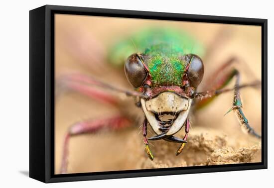 Green tiger beetle close up portrait, Birchover, Derbyshire, UK-Alex Hyde-Framed Premier Image Canvas