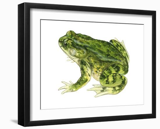 Green Toad (Bufo Debilis), Amphibians-Encyclopaedia Britannica-Framed Art Print