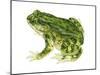 Green Toad (Bufo Debilis), Amphibians-Encyclopaedia Britannica-Mounted Art Print