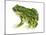 Green Toad (Bufo Debilis), Amphibians-Encyclopaedia Britannica-Mounted Art Print