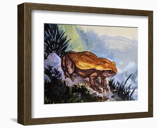 Green Toad (Bufo Viridis), Bufonidae--Framed Giclee Print