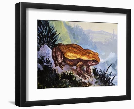 Green Toad (Bufo Viridis), Bufonidae-null-Framed Giclee Print