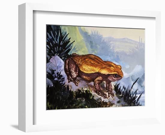Green Toad (Bufo Viridis), Bufonidae-null-Framed Giclee Print
