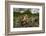 Green toad crawling over aquatic plants, Texas-Karine Aigner-Framed Photographic Print