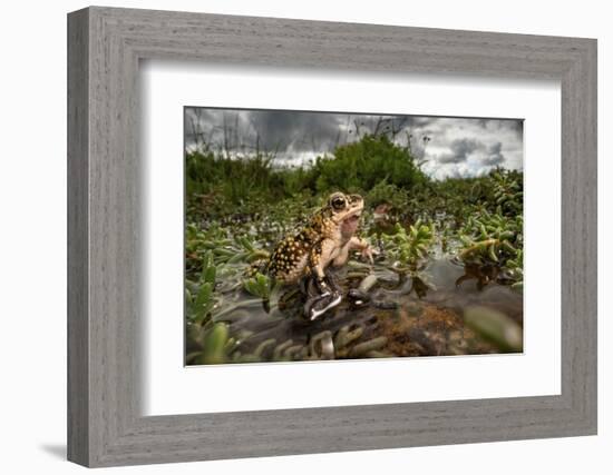 Green toad crawling over aquatic plants, Texas-Karine Aigner-Framed Photographic Print