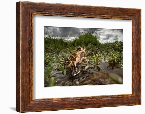 Green toad crawling over aquatic plants, Texas-Karine Aigner-Framed Photographic Print