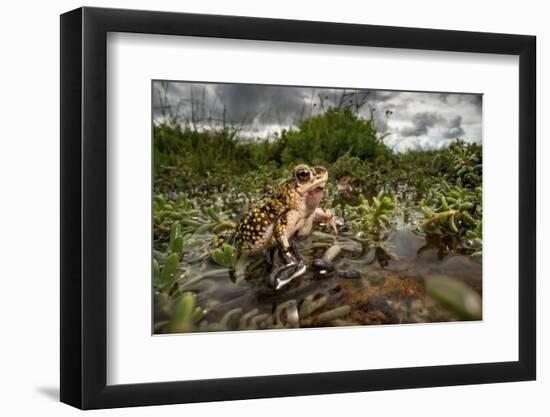 Green toad crawling over aquatic plants, Texas-Karine Aigner-Framed Photographic Print