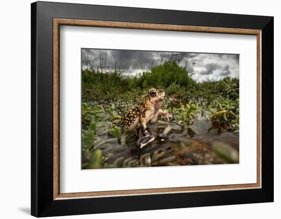 Green toad crawling over aquatic plants, Texas-Karine Aigner-Framed Photographic Print