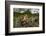 Green toad crawling over aquatic plants, Texas-Karine Aigner-Framed Photographic Print