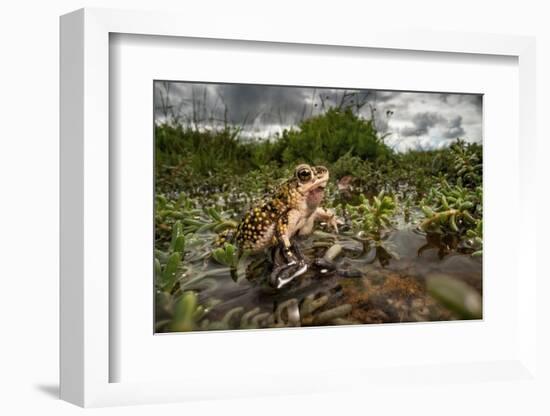 Green toad crawling over aquatic plants, Texas-Karine Aigner-Framed Photographic Print
