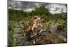 Green toad crawling over aquatic plants, Texas-Karine Aigner-Mounted Photographic Print