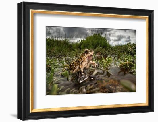 Green toad crawling over aquatic plants, Texas-Karine Aigner-Framed Photographic Print