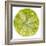 Green Tomato Slice-Steve Gadomski-Framed Photographic Print