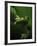 Green Tree Frog in Green Leaves-Joe McDonald-Framed Photographic Print